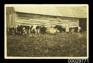 Milking cows on a Latvian farm