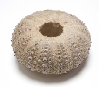 Sea urchin shell