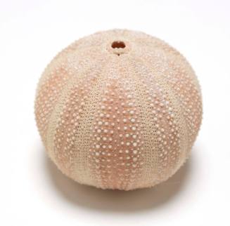 Sea urchin shell