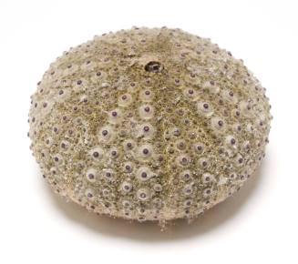 Sea urchin shell