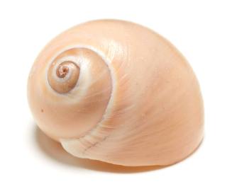 Beddome's sand snail shell
