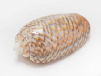 Elliot's volute shell