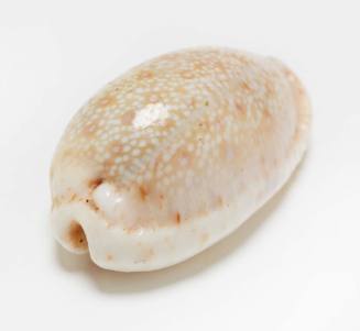 Dotted cowry shell