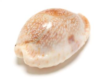 Dotted cowry shell