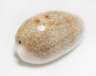 Dotted cowry shell
