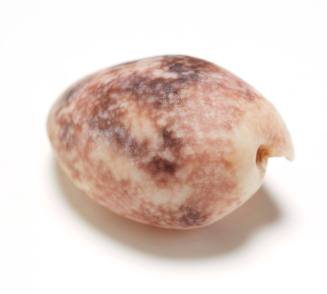 Milk spotted cowry shell