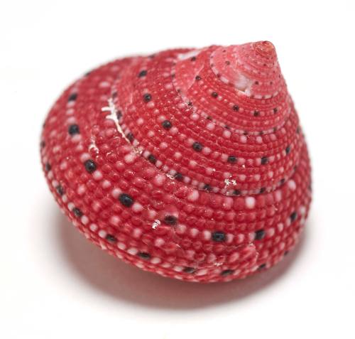 Strawberry clanculus shell