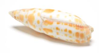 Orange spotted or giant mitre shell