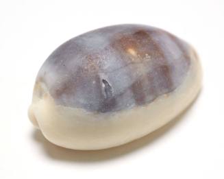 Little ass cowry shell