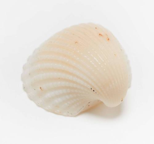 White riged limpet shell