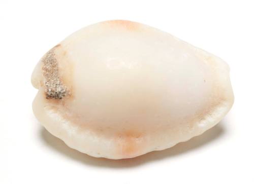 Peppered cowry shell