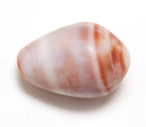 Purple dwarf olive shell