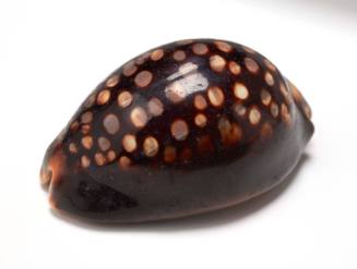 Arabic cowry shell