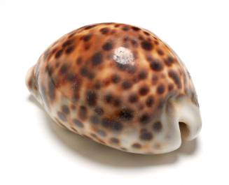 Tiger cowry shell