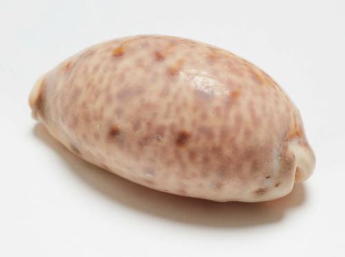 Flea spotted cowry shell