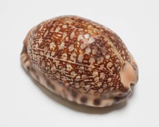 Dotted cowry shell