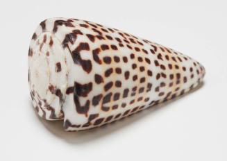 Leopard cone shell
