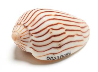 Zebra volute shell