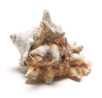 Horned whelk shell