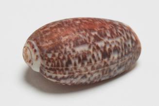 Ornate olive shell