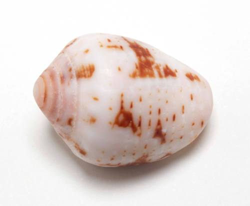 Erato cowry shell