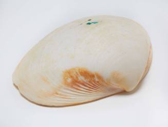 Superb nut shell
