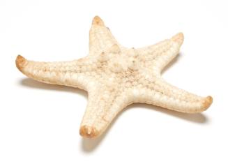 Star fish shell