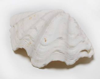 Fussor clam shell