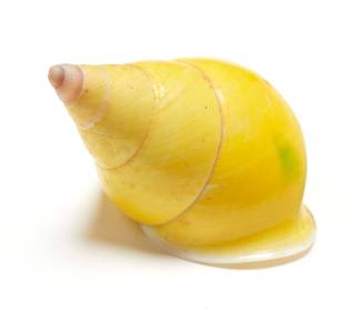 Papustyla pulcherrima shell
