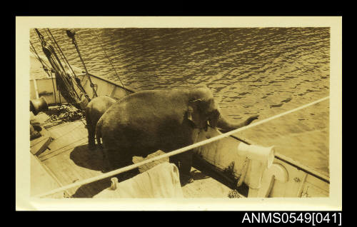 Photograph depicting two elephants on board a vessel