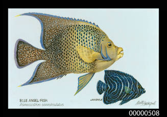 Blue Angel Fish adult specimen