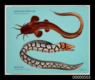 Long tailed catfish Eel and Mosaic Eel
