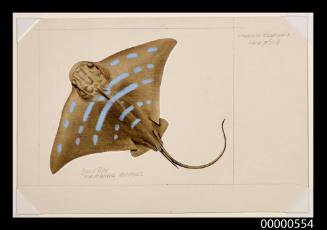 Bull-ray (Myliobatus australis)