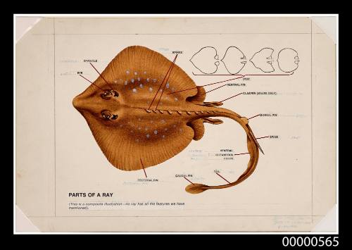 Composite illustration showing the features of rays