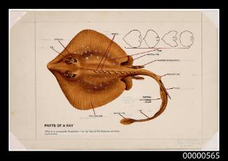 Composite illustration showing the features of rays