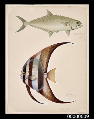 Queenfish or leatherskin (Chorinemus lysan) and Batfish (Platax pinnatus)
