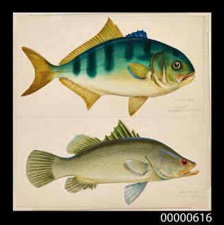 Samson-fish (Naucratopsis hippos) and Barramundi (Lates calcarifer)