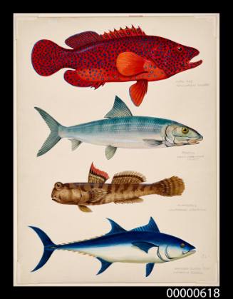 Coral cod (Cephalophilus miniatus), Bonefish (Algula neoguinaica),  Mudskipper (Periophthalmus expeditionum)  and Northern bluefin tuna (Kishinoella tonggol)