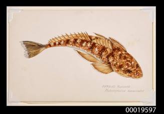 Marbled flathead / Platycephalus Marmoratus