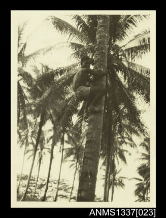 Youth climbing a palm tree