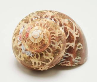 Beautiful turban shell