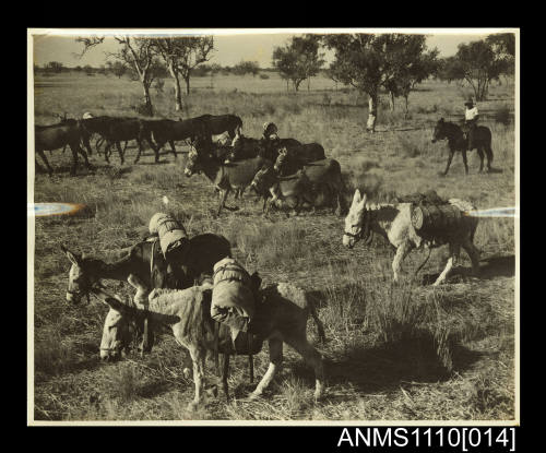 Photograph of a herd of donkeys and mules