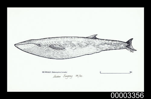 Sei Whale (Balaenoptera borealis)