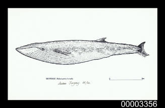 Sei Whale (Balaenoptera borealis)