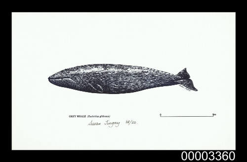 Grey Whale (Eschritius gibbosus)