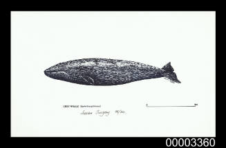 Grey Whale (Eschritius gibbosus)