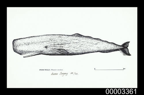 Sperm Whale (Physeter catodon)