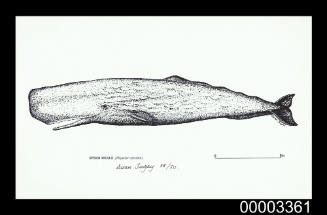 Sperm Whale (Physeter catodon)