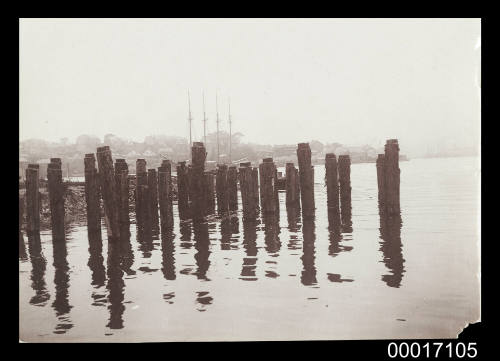 Wooden piles of an old wharf