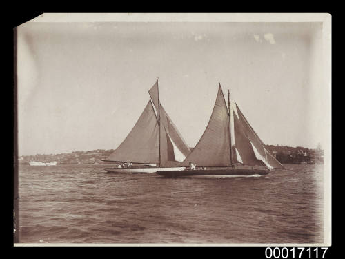 Yachts racing off Rose Bay